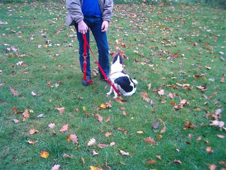 Jack russell terrier Bella billede 10