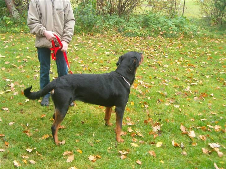 Rottweiler pixi - her leger vi billede 10