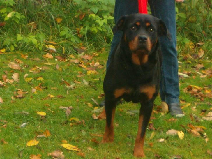 Rottweiler pixi - så går vi  billede 11