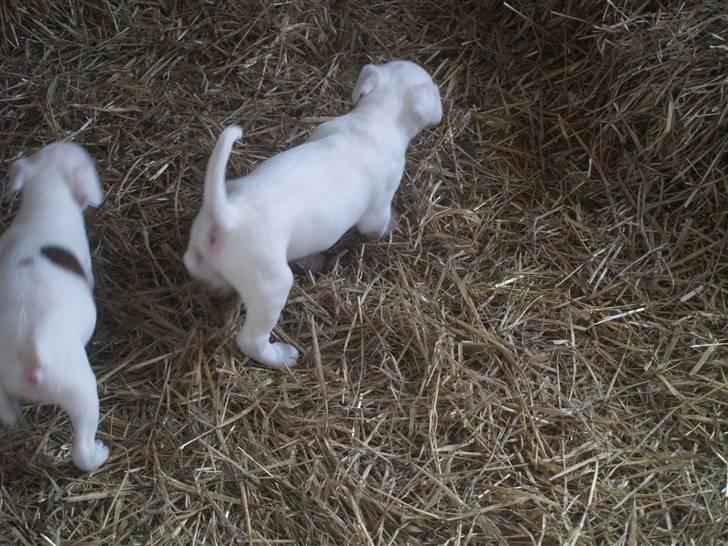 Amerikansk bulldog Diego*R.I.P Vores engel* - klar på at lege:-) billede 5