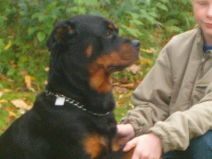 Rottweiler pixi - her siger vi hej hej billede 14