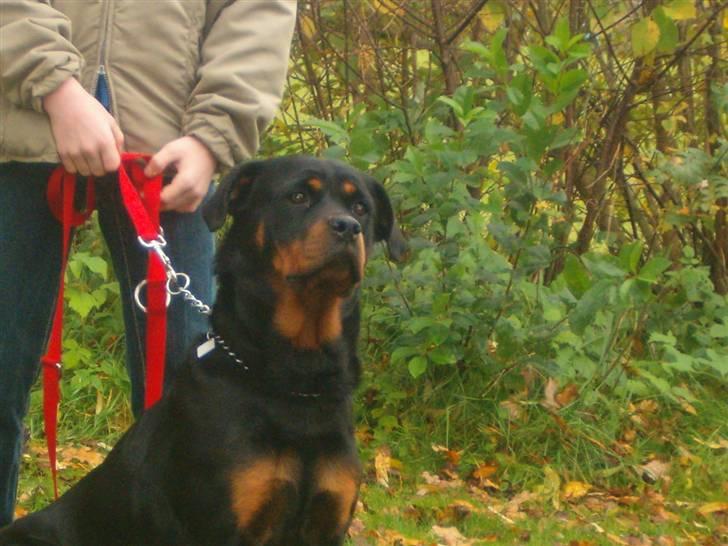Rottweiler pixi - her skal jeg sidde lidt billede 15
