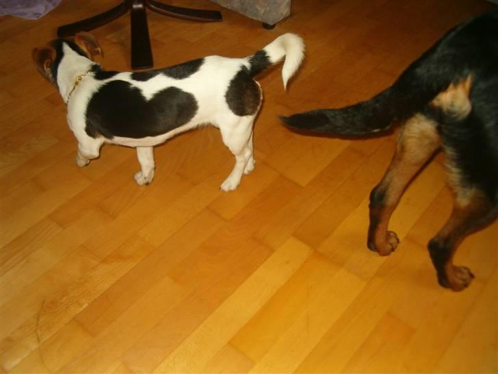 Jack russell terrier Bella billede 11