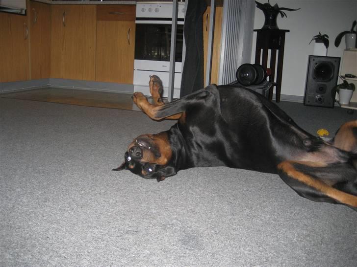 Dobermann SPIKE     R.I.P 3/11-2009 billede 7