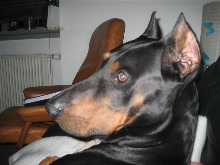 Dobermann SPIKE     R.I.P 3/11-2009 billede 8
