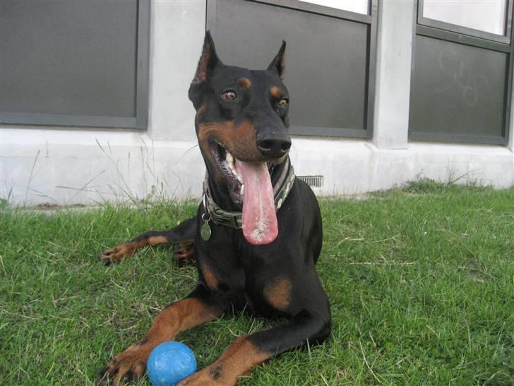 Dobermann SPIKE     R.I.P 3/11-2009 billede 9