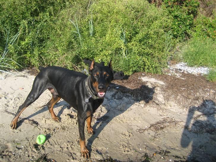 Dobermann SPIKE     R.I.P 3/11-2009 billede 10