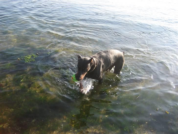 Dobermann SPIKE     R.I.P 3/11-2009 billede 11