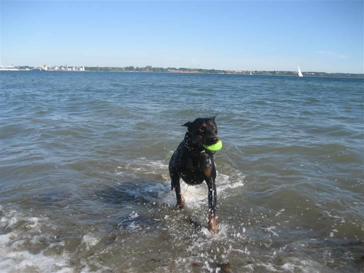 Dobermann SPIKE     R.I.P 3/11-2009 billede 12