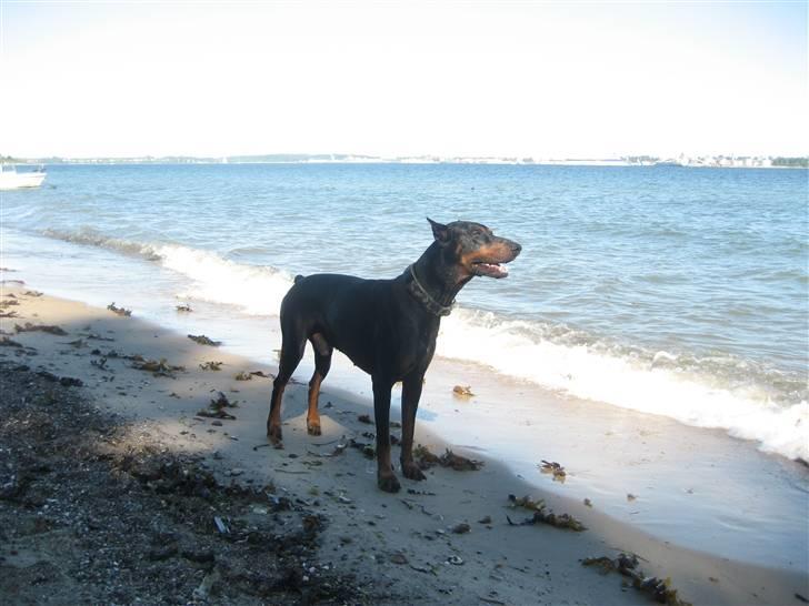Dobermann SPIKE     R.I.P 3/11-2009 billede 13