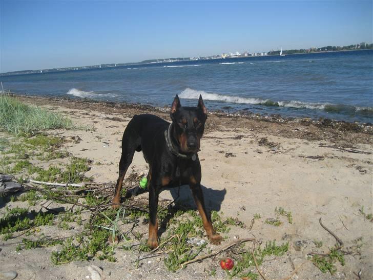 Dobermann SPIKE     R.I.P 3/11-2009 billede 14