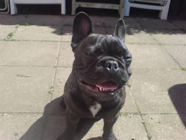 Fransk bulldog Ove * Sover godt nu * :'(  † - Ove(r) I Haven billede 12