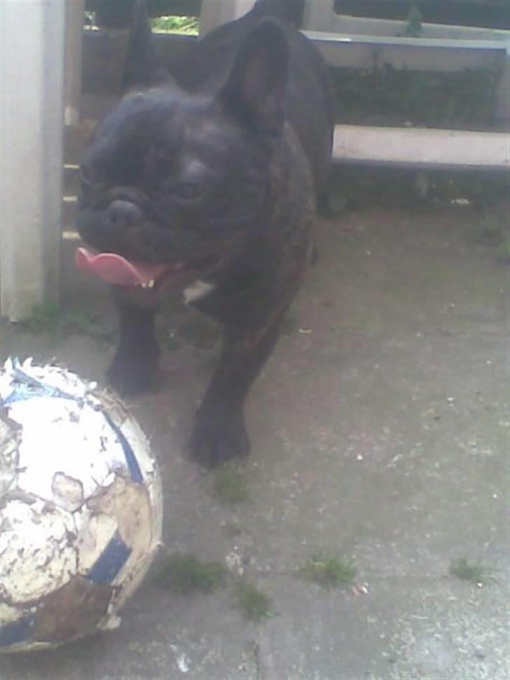 Fransk bulldog Ove * Sover godt nu * :'(  † - Ove leger med bold billede 13