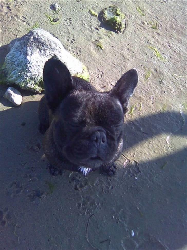 Fransk bulldog Ove * Sover godt nu * :'(  † - Ove på Stranden billede 14