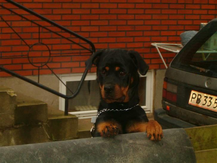 Rottweiler pixi - hej her er jeg  billede 16