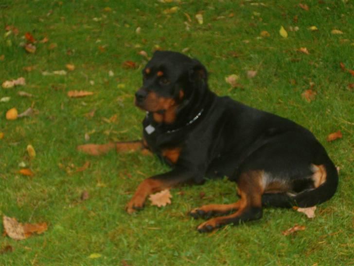 Rottweiler pixi - her slapper jeg af billede 17