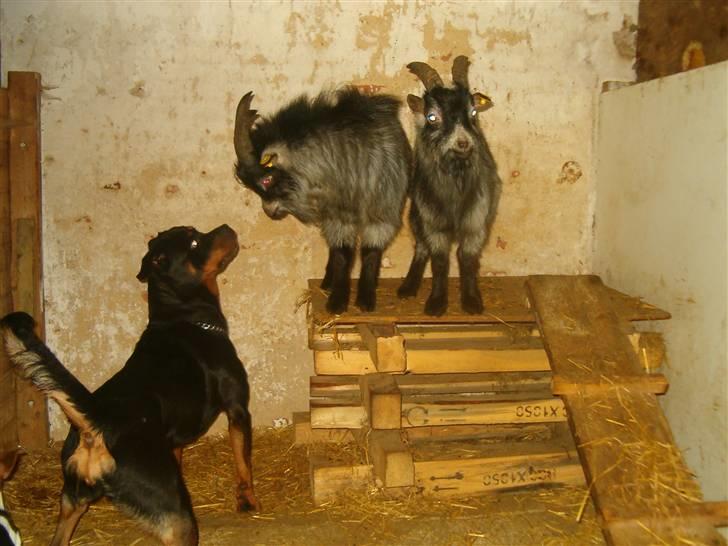 Rottweiler pixi - her leger jeg med vors geder  billede 18
