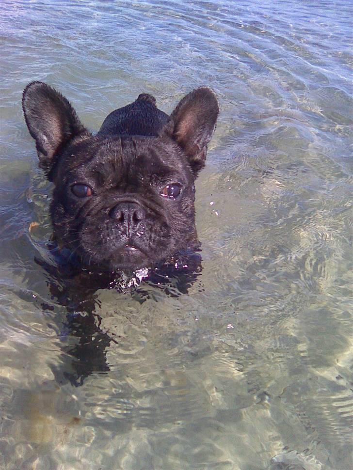Fransk bulldog Ove * Sover godt nu * :'(  † - Ove er ude og svømme billede 15
