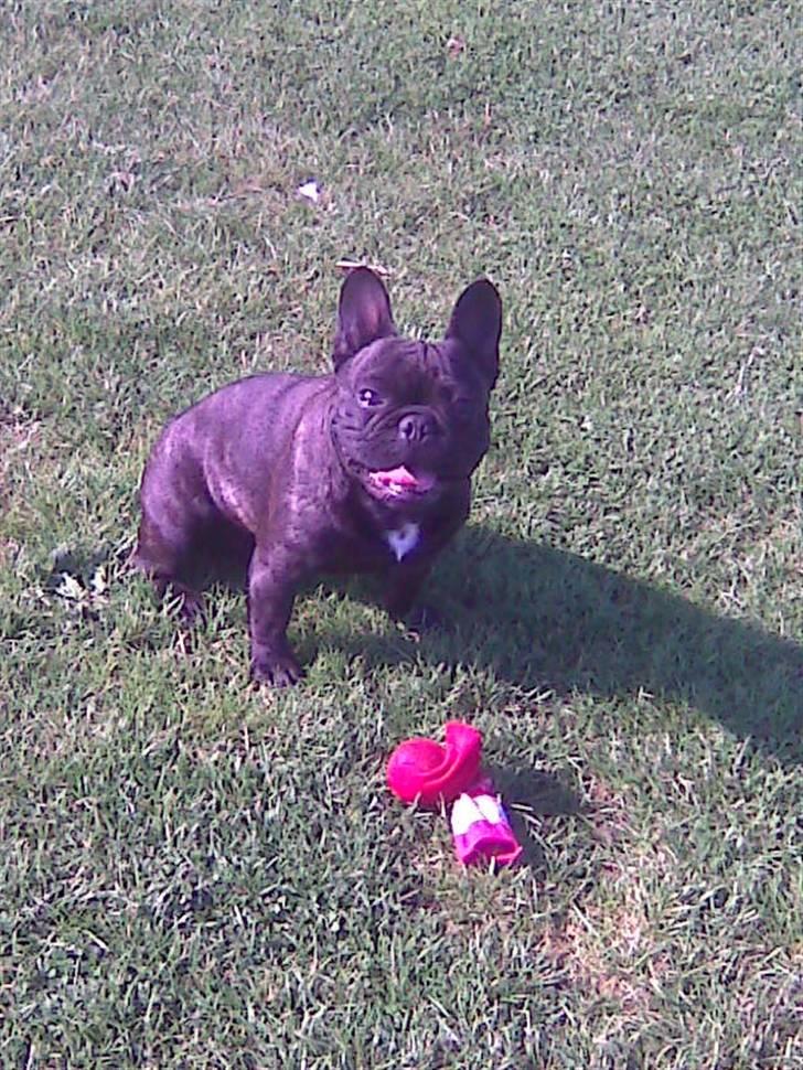Fransk bulldog Ove * Sover godt nu * :'(  † - I Parken billede 16