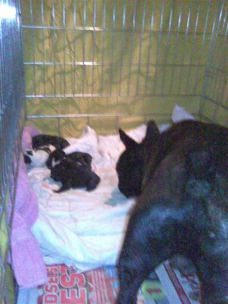 Fransk bulldog Ove * Sover godt nu * :'(  † - Ove er inde hos hans små søskende billede 17