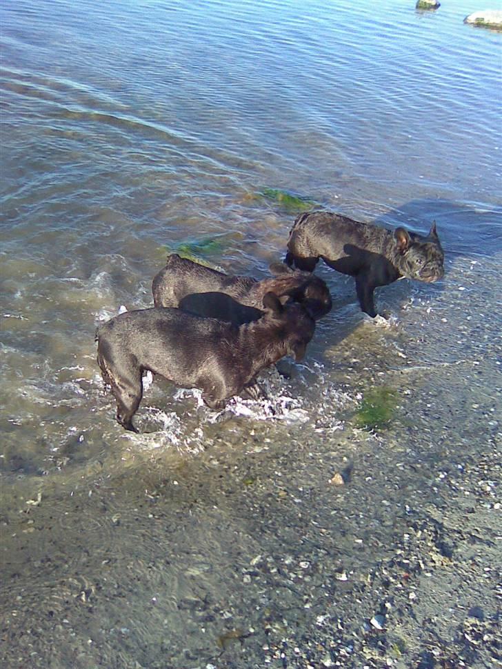 Fransk bulldog Ove * Sover godt nu * :'(  † - Ove , Mor Myrna og Otto ude og lege i vandet . billede 18