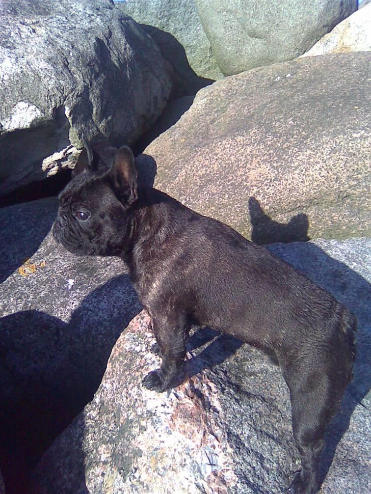 Fransk bulldog Ove * Sover godt nu * :'(  † - Ove Leger King Kong billede 19