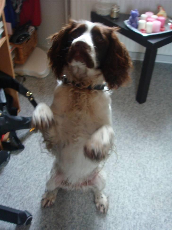 Engelsk springer spaniel Misty af Silver Meadow - sid smukt!
Ca. 2 år.
Foto:Mathilde-tak! billede 17