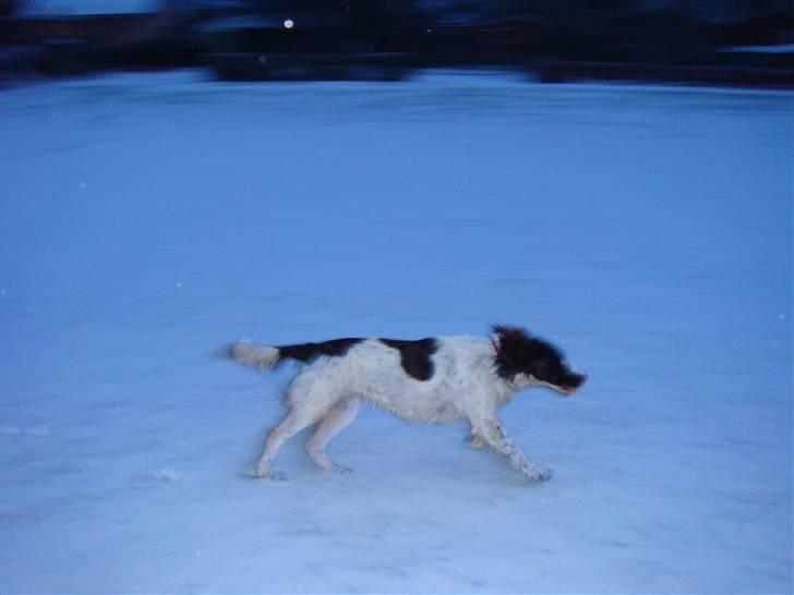 Engelsk springer spaniel Misty af Silver Meadow - fuuugl!
2 1/2
foto:Mathilde-Tak billede 18