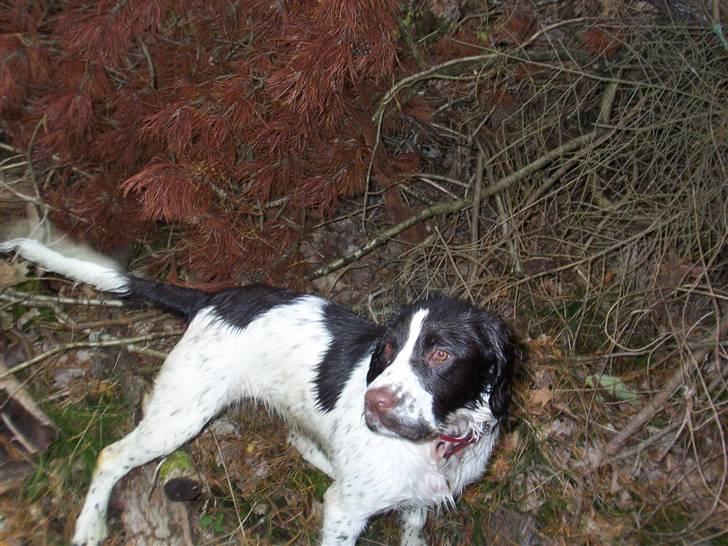 Engelsk springer spaniel Misty af Silver Meadow - igen i skoven er jo jagt hund :D
Ca. 1 år
Foto:Mathilde-Tak billede 19