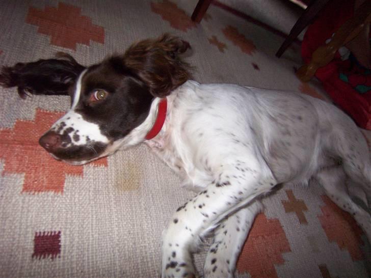 Engelsk springer spaniel Misty af Silver Meadow - Tak fordi i så med:D
smid gerne en en bedømelse og kommentar:) billede 20