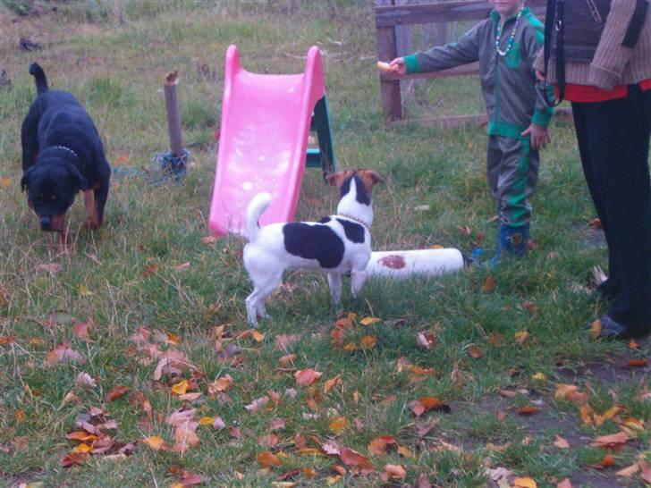 Jack russell terrier Bella billede 12