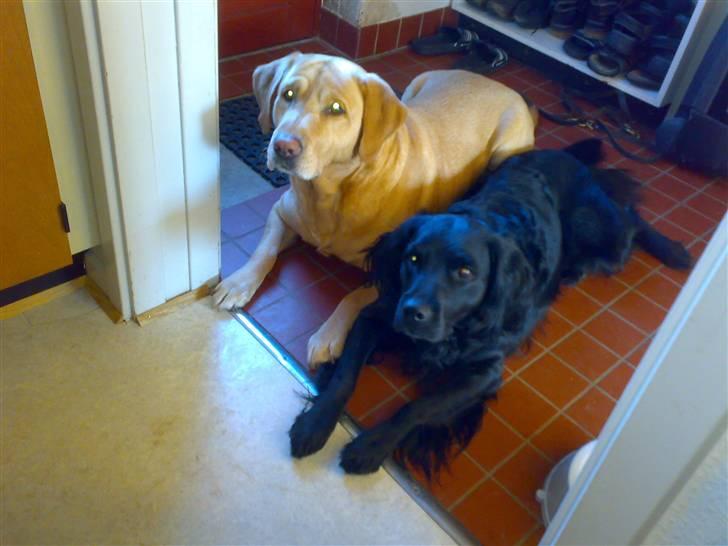 Blanding af racer Kaos - Mig og min bedste ven Lucky billede 5