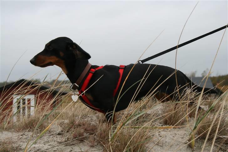 Dværggravhund futte - Tur på stranden. billede 11