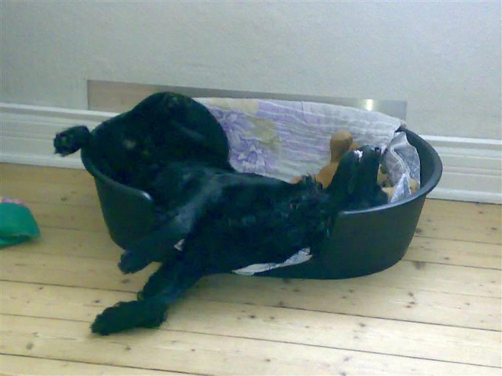 Blanding af racer Kaos - Sådan kan jeg sagtens ligge og sove billede 7