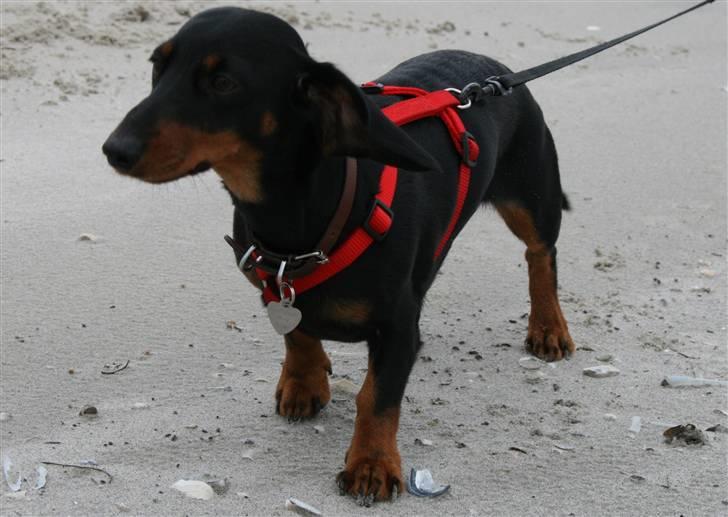 Dværggravhund futte - Tur på stranden billede 12