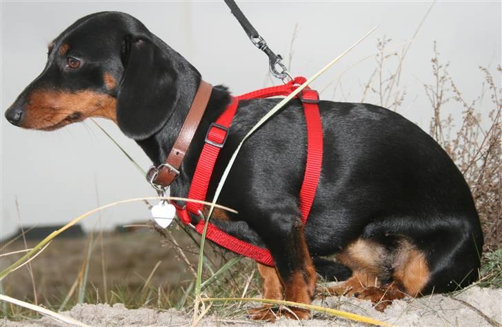 Dværggravhund futte - Pause i klitterne billede 13