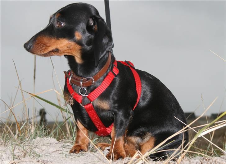 Dværggravhund futte - Hvor skal vi nu hen? billede 14