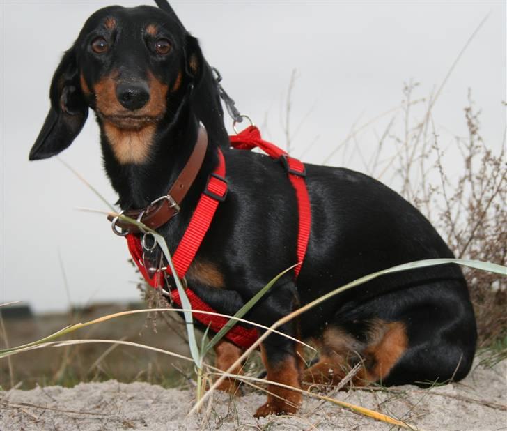 Dværggravhund futte - Mor bliv nu færdig med det knibsen. billede 15