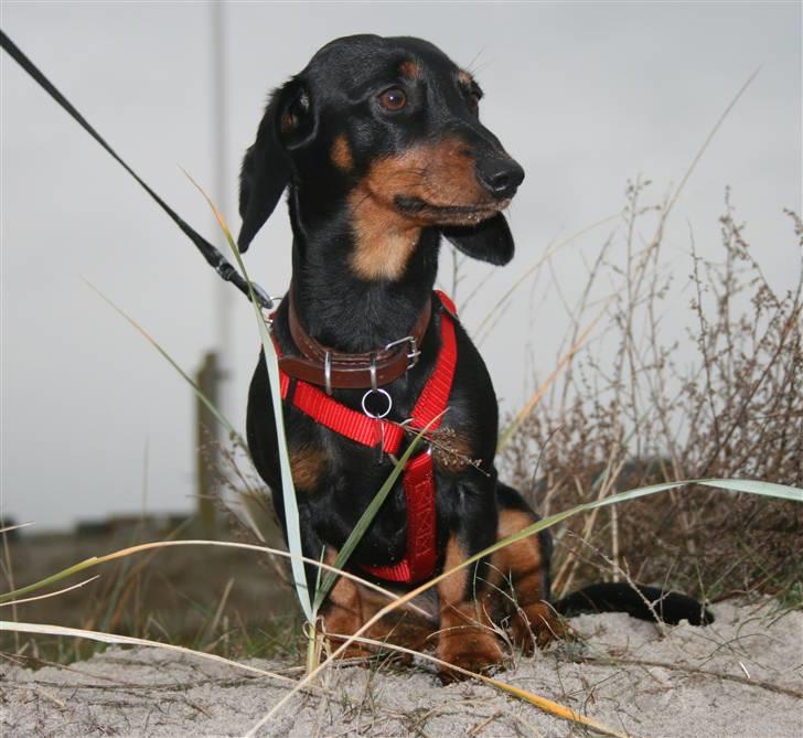 Dværggravhund futte billede 16