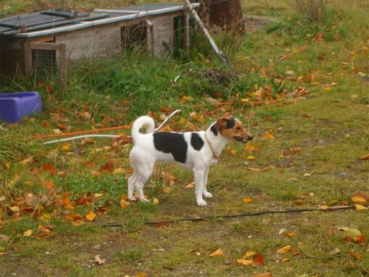 Jack russell terrier Bella billede 13