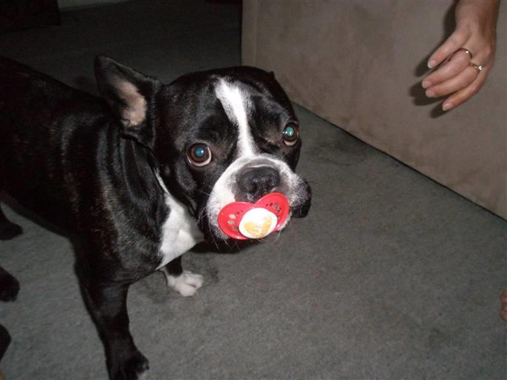 Fransk bulldog Sumo :) - R.I.P :´( billede 17