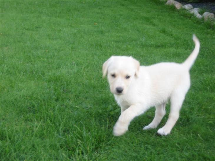 Blanding af racer Maya - Smukke Maya ude i haven! billede 1