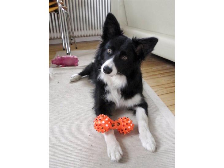 {{currentPhoto.altText}} billede {{currentPhoto.number}}