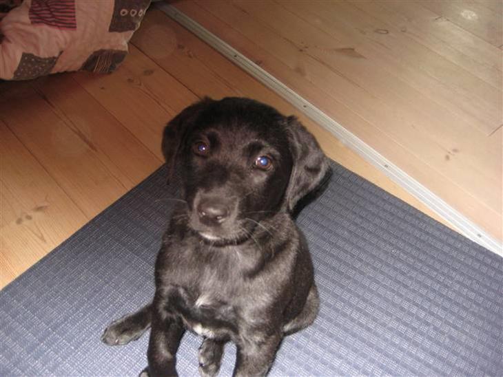 Blanding af racer Millie *R.I.P*<3ILU - Seee hvor fint hun kan sidde! billede 1