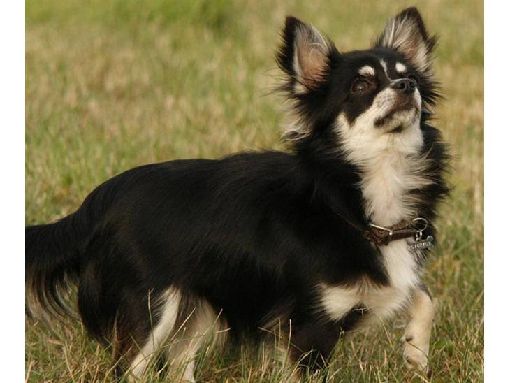 Chihuahua Tilde - Kønne Tilde billede 1