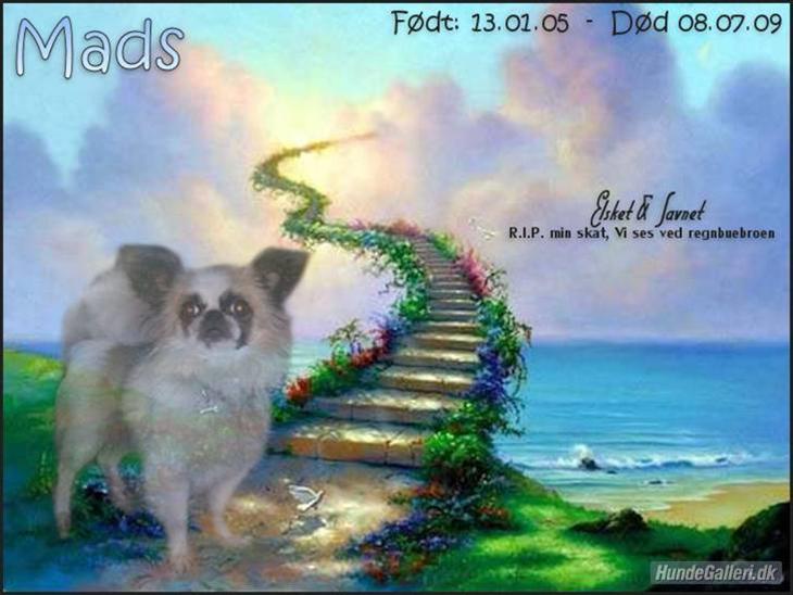 Blanding af racer Mads *R.I.P* <3<3<3<3<3 - Mads ved regnbue broen............ billede 1