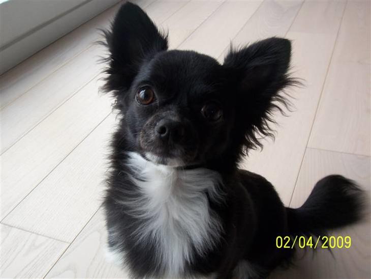 Chihuahua Felix - Velkommen til Felixs profil.. billede 1