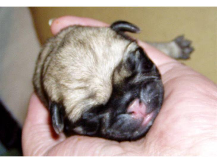 Mops Ibeth Pug Dominic Purcell billede 1