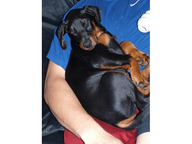 Dobermann Armageddonstars Elmander (R.I.P.) - Jeg putter lige ved far billede 1