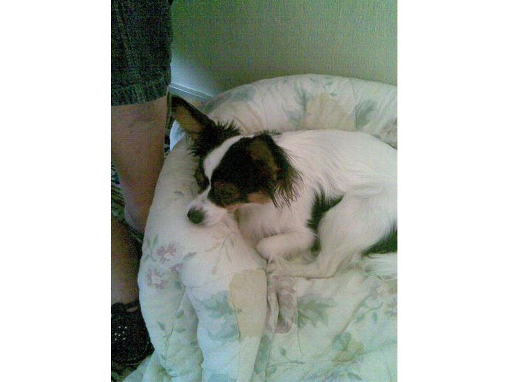 Papillon Coco billede 1